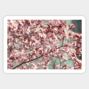 Cherry Blossom Impression Sticker